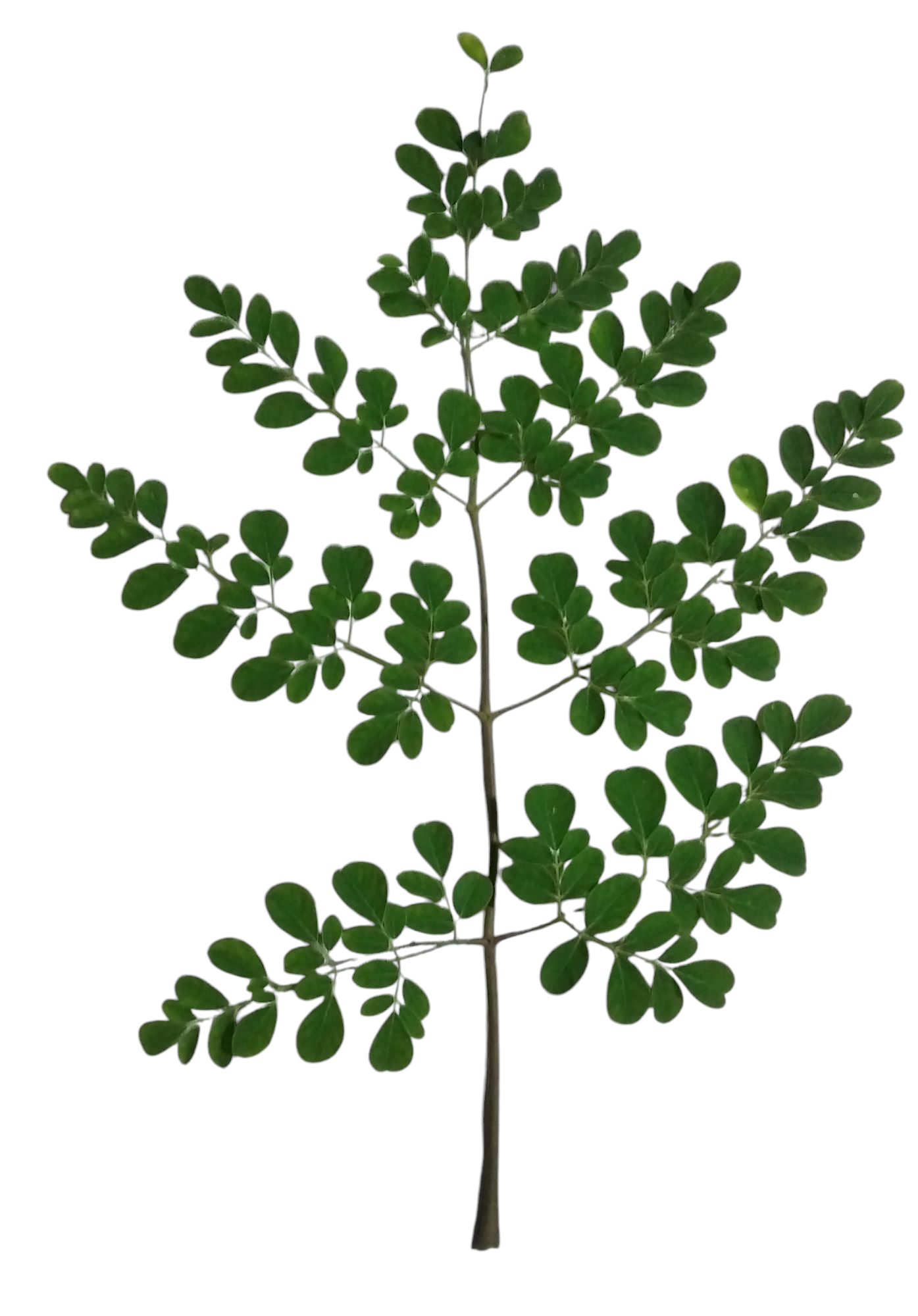 Moringa Blätter natürlich getrocknet – Bild 2